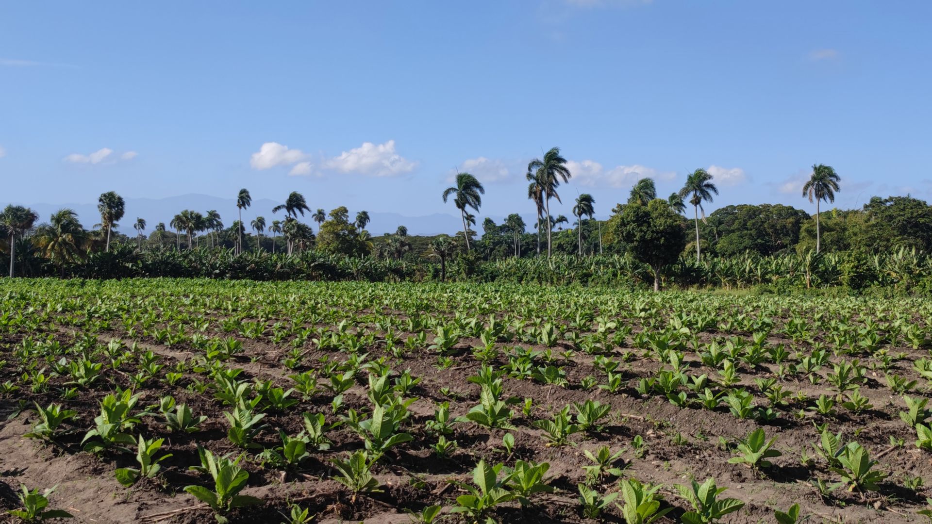 Cigar Factory Tour Dominican Reublic